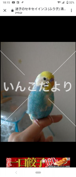 迷い鳥の写真
