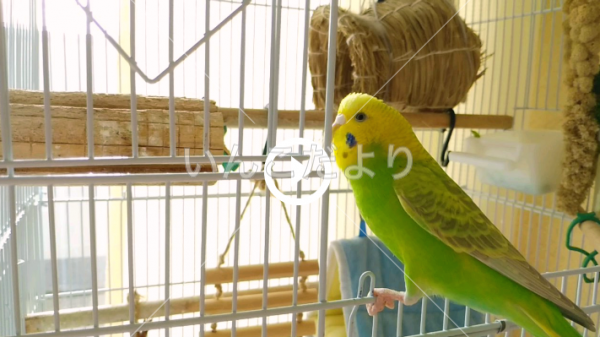 保護鳥の写真