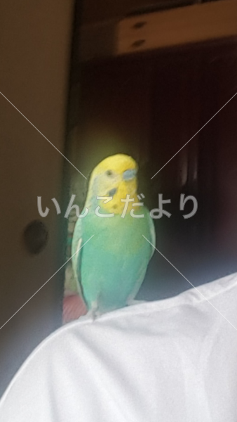 迷い鳥の写真