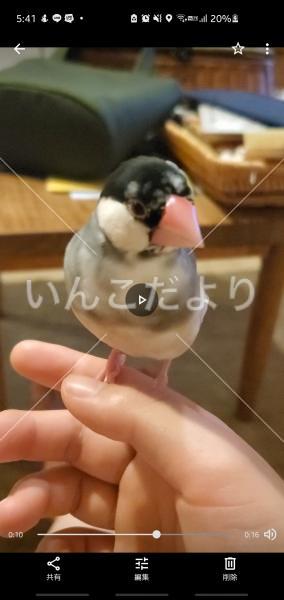 迷い鳥の写真