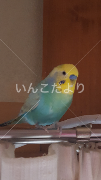 迷い鳥の写真