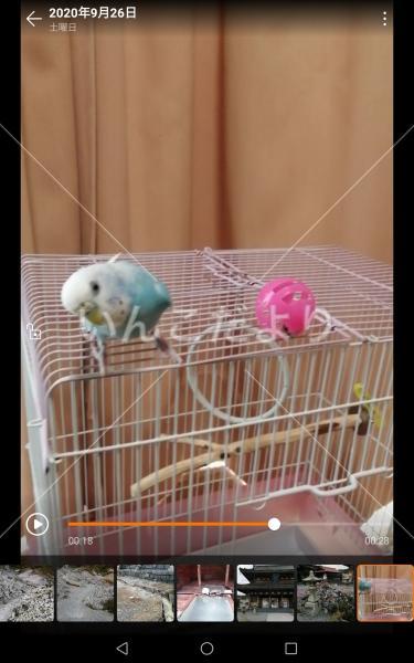 迷い鳥の写真