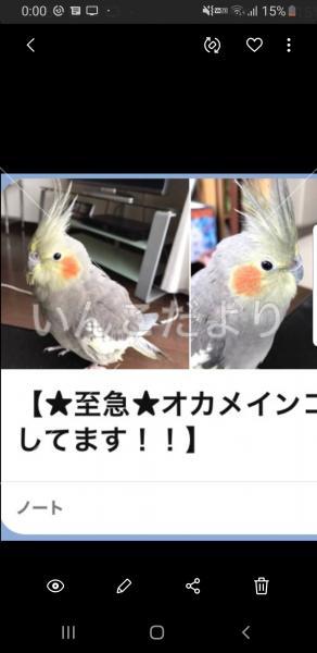 迷い鳥の写真