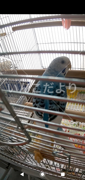 迷い鳥の写真