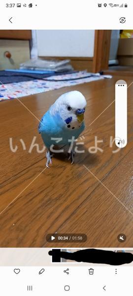 迷い鳥の写真