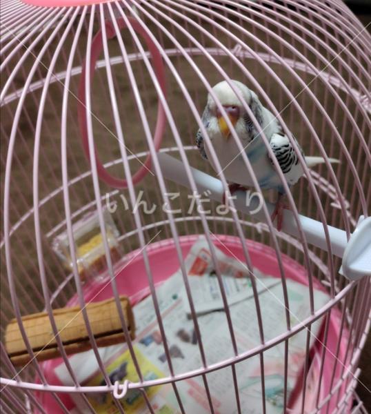 保護鳥の写真