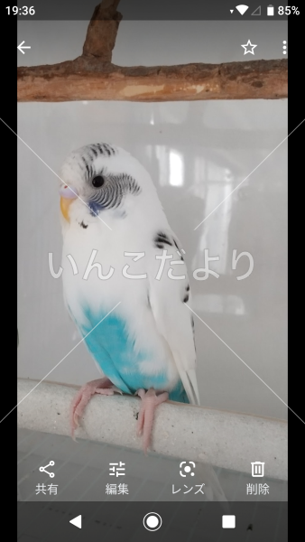 迷い鳥の写真