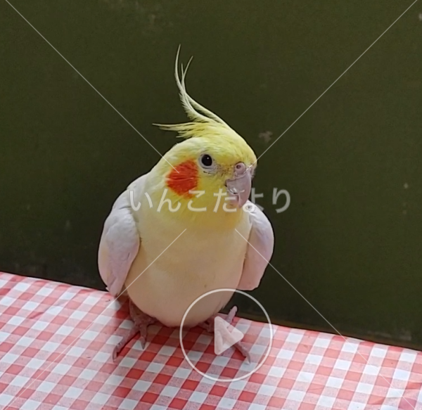迷い鳥の写真