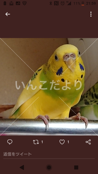 迷い鳥の写真