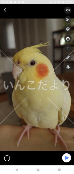 迷い鳥の写真