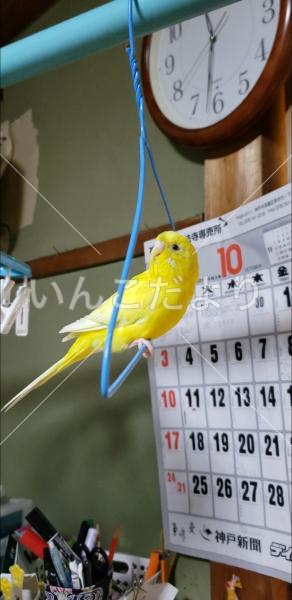 迷い鳥の写真