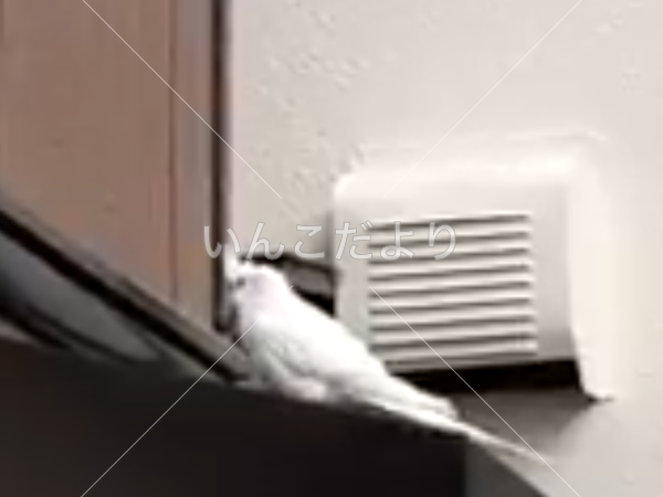 保護鳥の写真