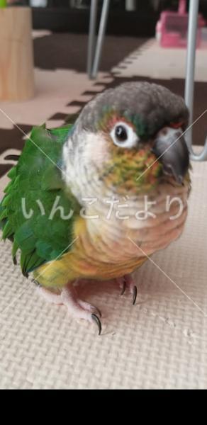 迷い鳥の写真