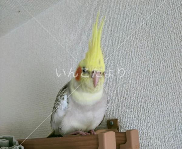 迷い鳥の写真