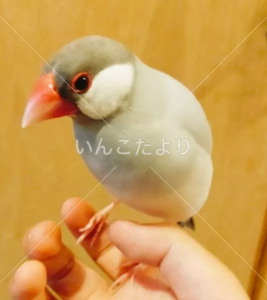 迷い鳥の写真