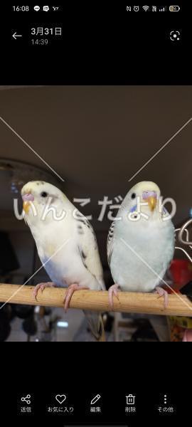 迷い鳥の写真