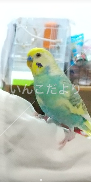 迷い鳥の写真