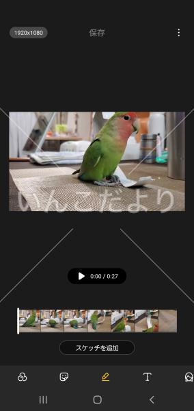 迷い鳥の写真