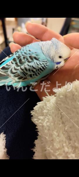 保護鳥の写真