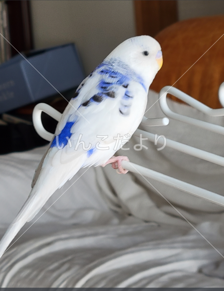 保護鳥の写真