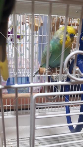 迷い鳥の写真