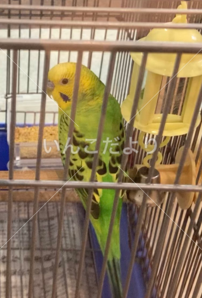 保護鳥の写真