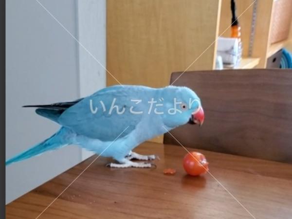 迷い鳥の写真