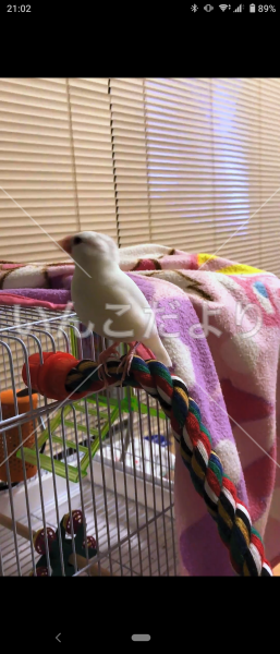迷い鳥の写真