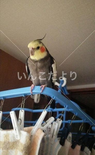 迷い鳥の写真