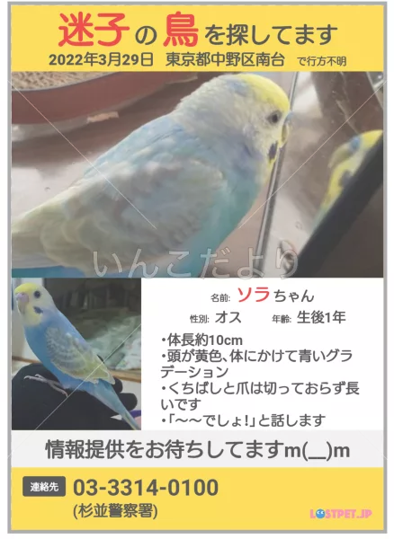 迷い鳥の写真