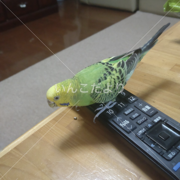 迷い鳥の写真