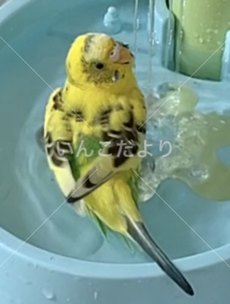迷い鳥の写真