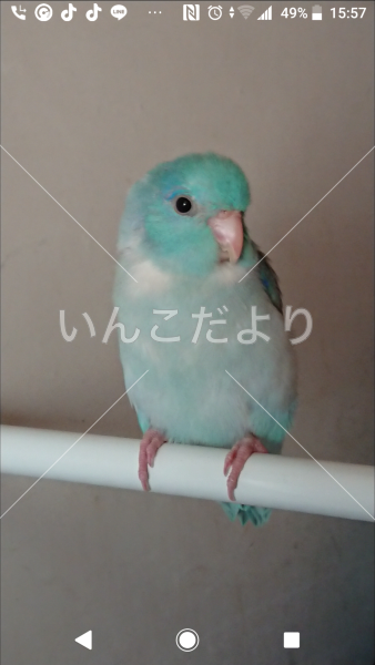 迷い鳥の写真