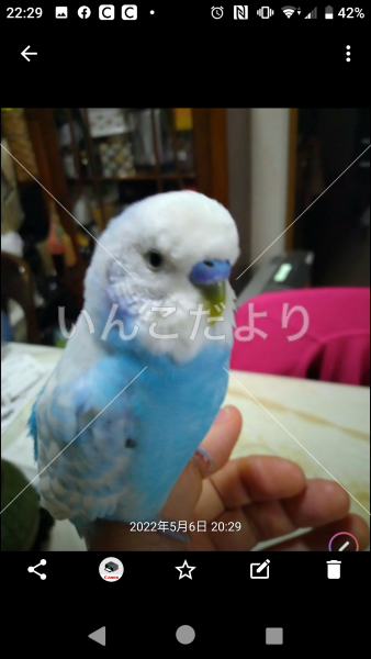 迷い鳥の写真