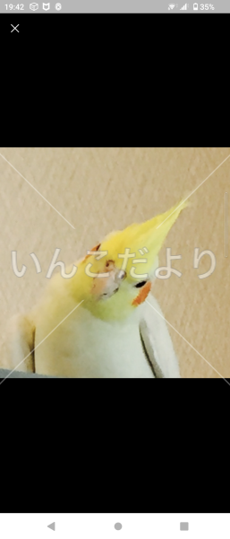 迷い鳥の写真
