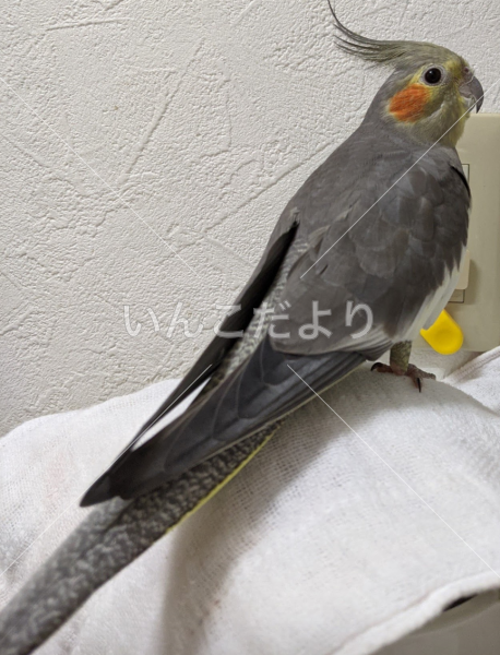 迷い鳥の写真