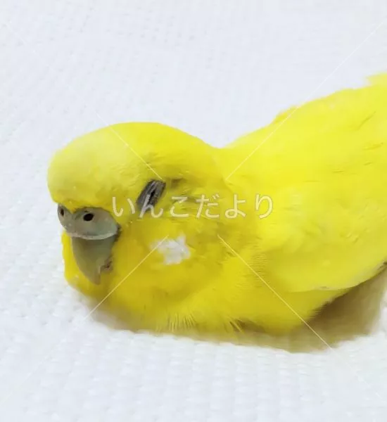 保護鳥の写真