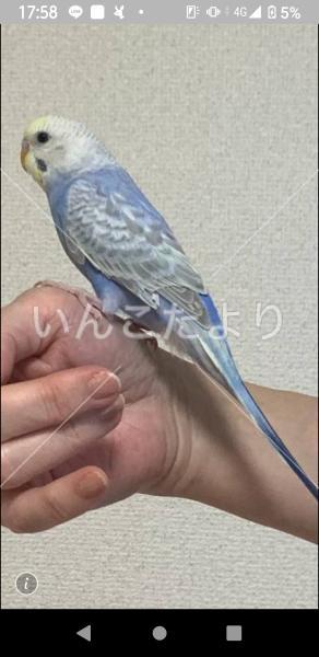 迷い鳥の写真