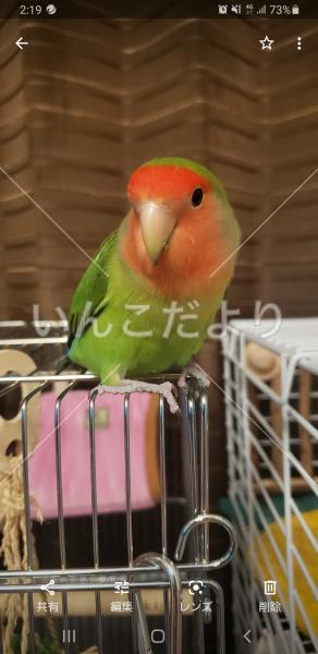 迷い鳥の写真