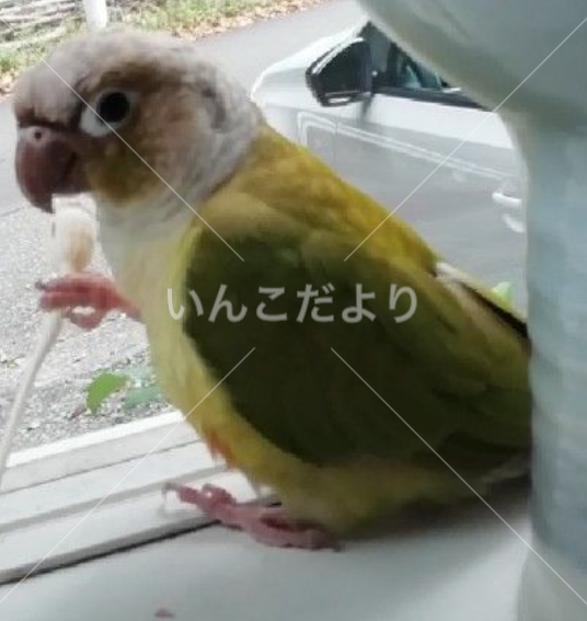 迷い鳥の写真