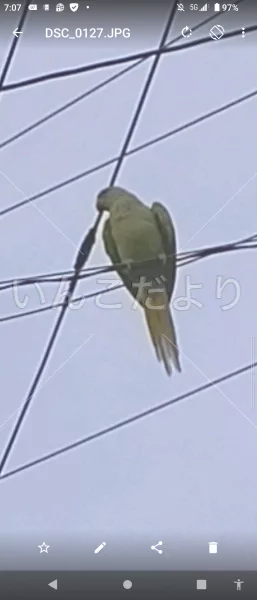保護鳥の写真