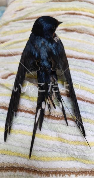 迷い鳥の写真