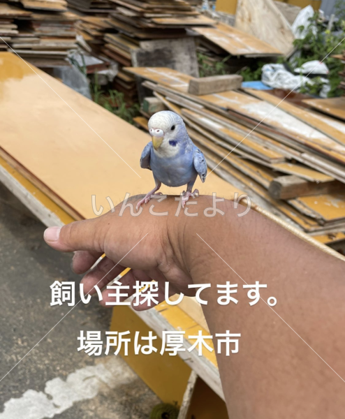 保護鳥の写真