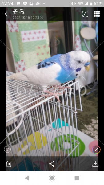 迷い鳥の写真