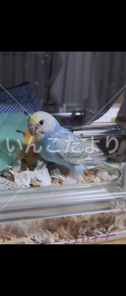 迷い鳥の写真