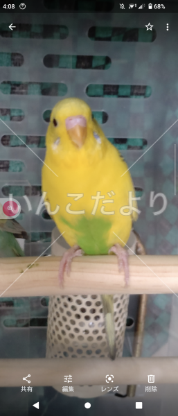 迷い鳥の写真