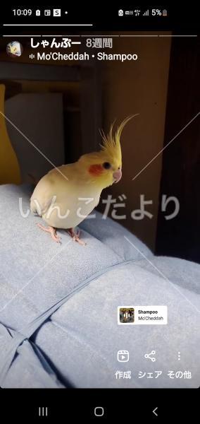 迷い鳥の写真
