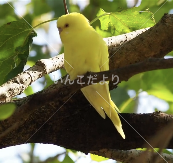 保護鳥の写真