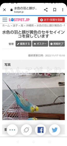 迷い鳥の写真