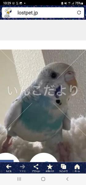 迷い鳥の写真